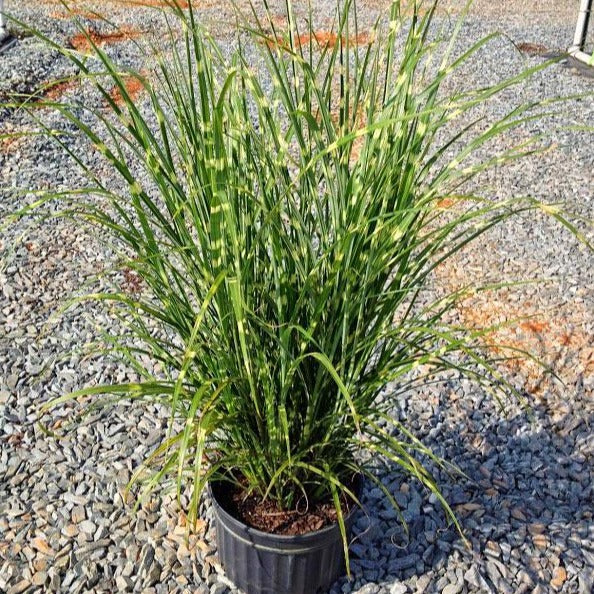 Porcupine Miscanthus Maiden Grass - Image 6