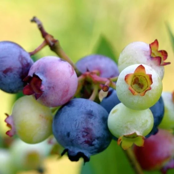 Powder Blue Blueberry - Image 5