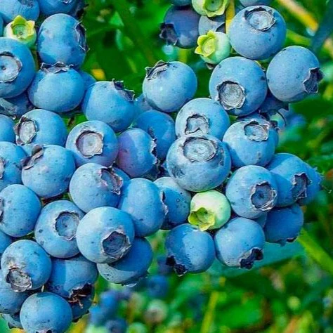 Premier Blueberry Bush - Image 3