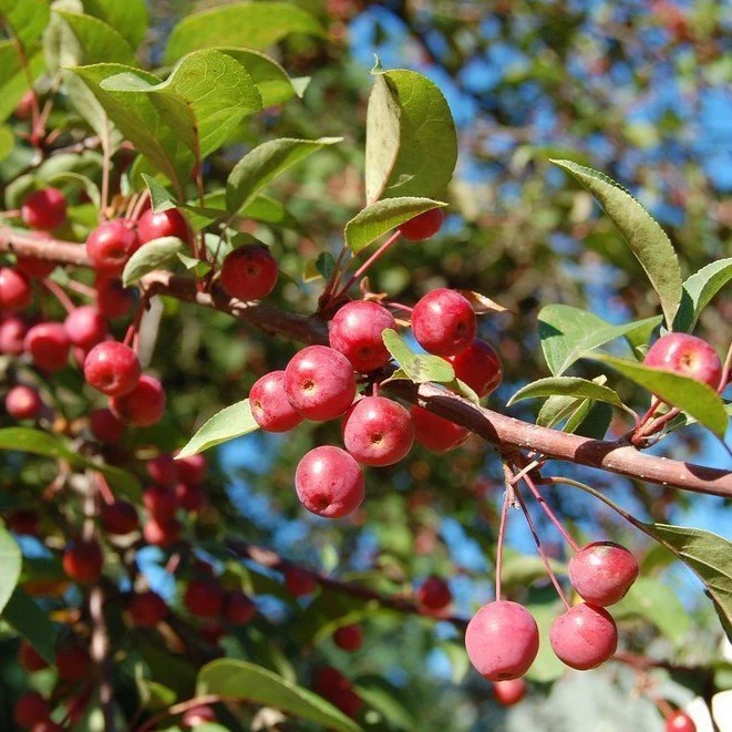 Profusion Crabapple Tree - Image 3