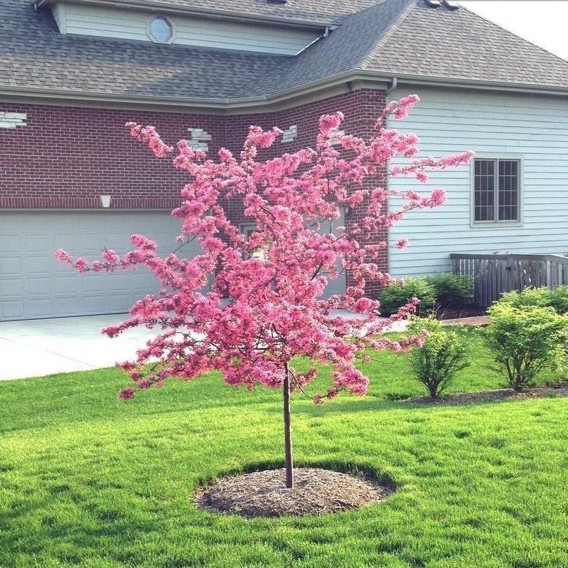 Profusion Crabapple Tree - Image 4