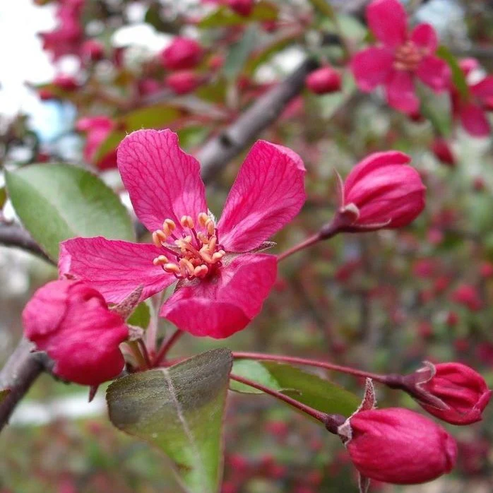 Profusion Crabapple Tree - Image 5