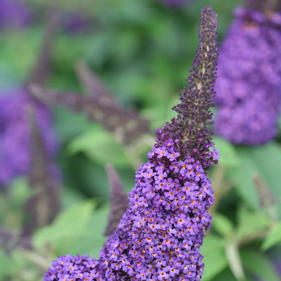 Pugster Blue Butterfly Bush - Image 2