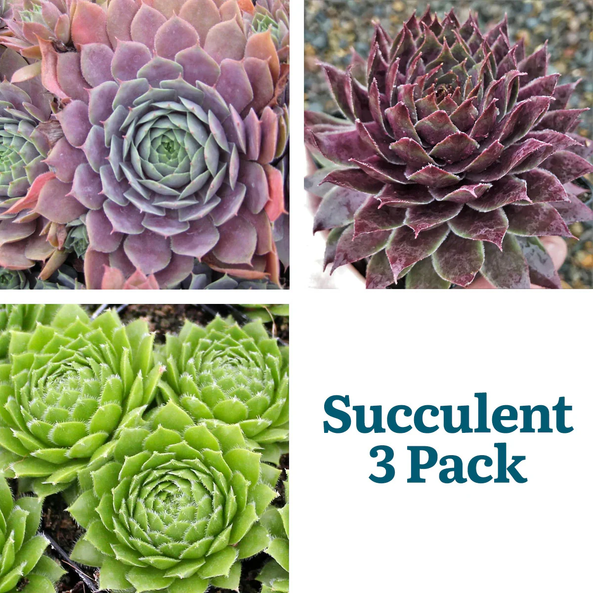 Sempervivum Purple Beauty Succulent - Image 2