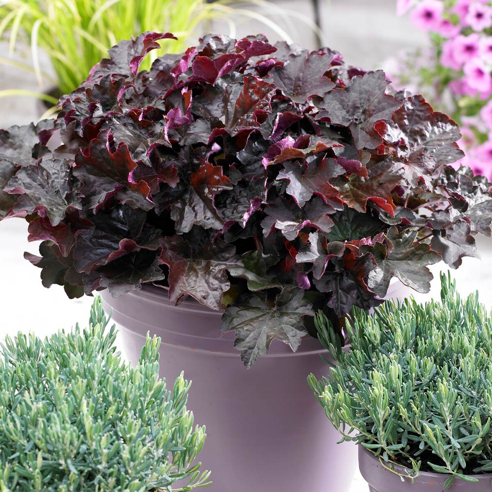 Purple Palace Heuchera - Image 2