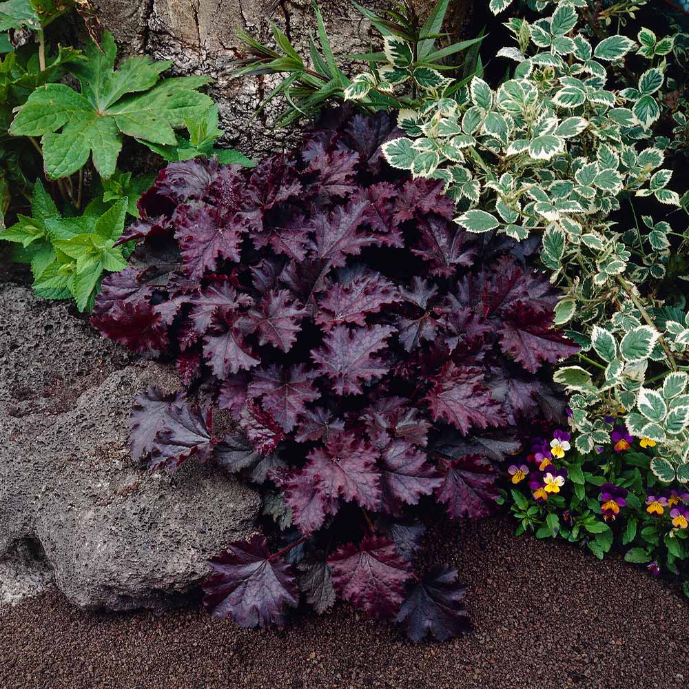 Purple Palace Heuchera - Image 3