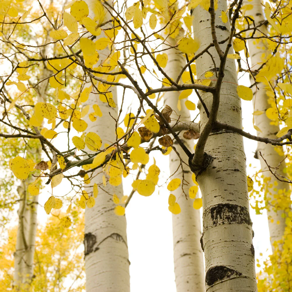 Quaking Aspen Tree - Image 3