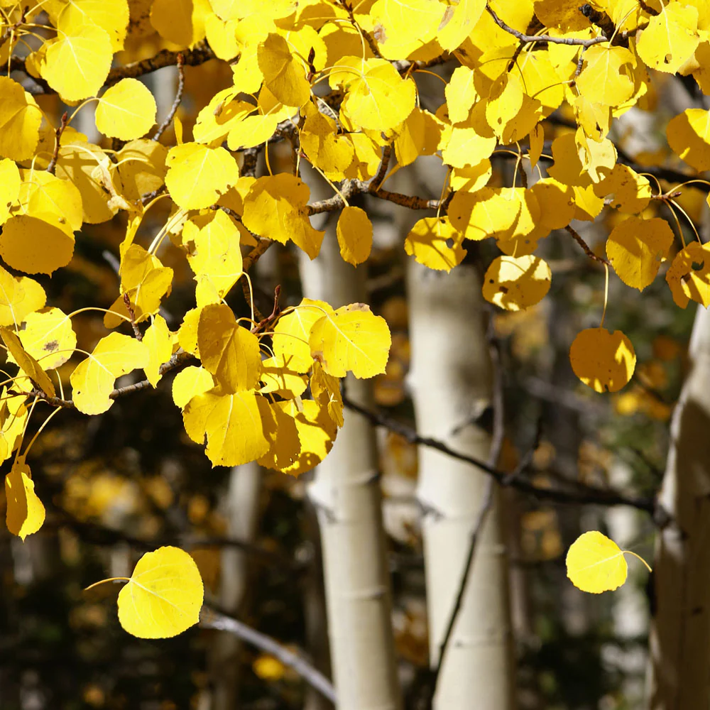 Quaking Aspen Tree - Image 4