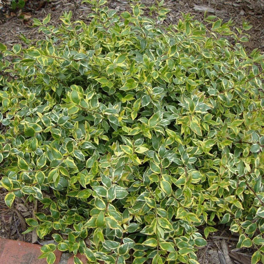 Radiance Abelia - Image 3
