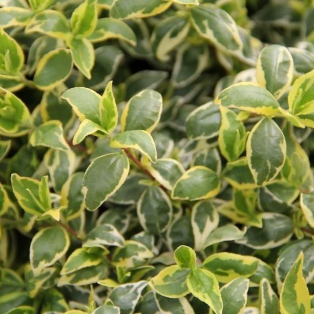 Radiance Abelia - Image 4