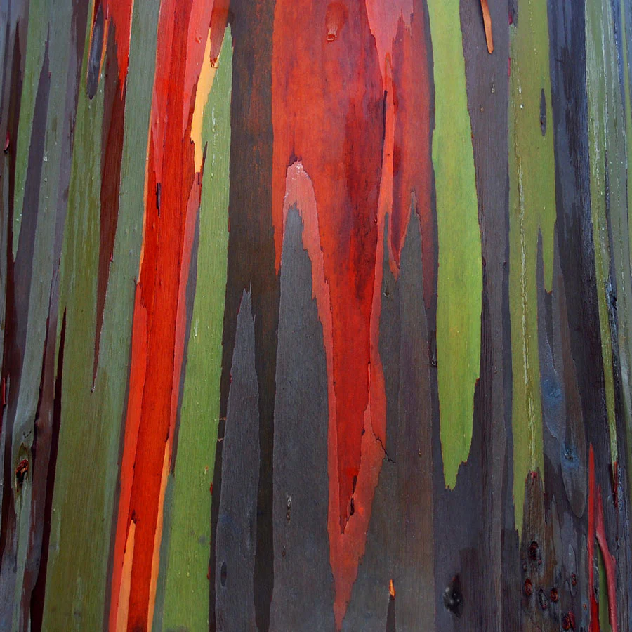 Rainbow Eucalyptus Tree - Image 2