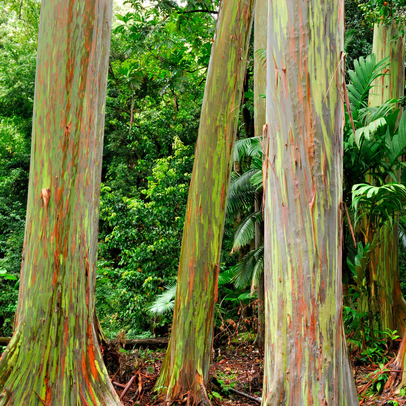 Rainbow Eucalyptus Tree - Image 3