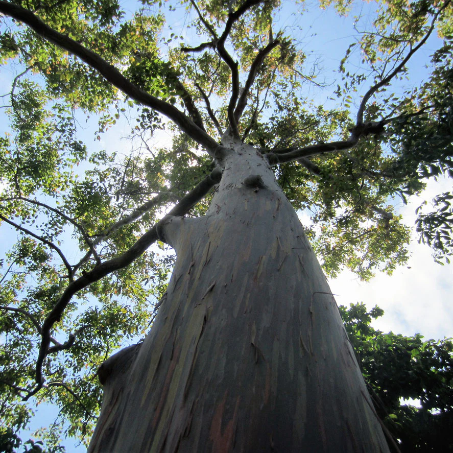 Rainbow Eucalyptus Tree - Image 4