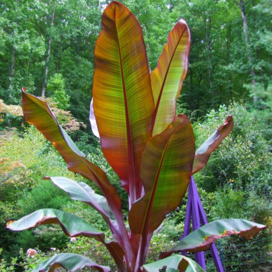 Rojo Red Banana - Image 3