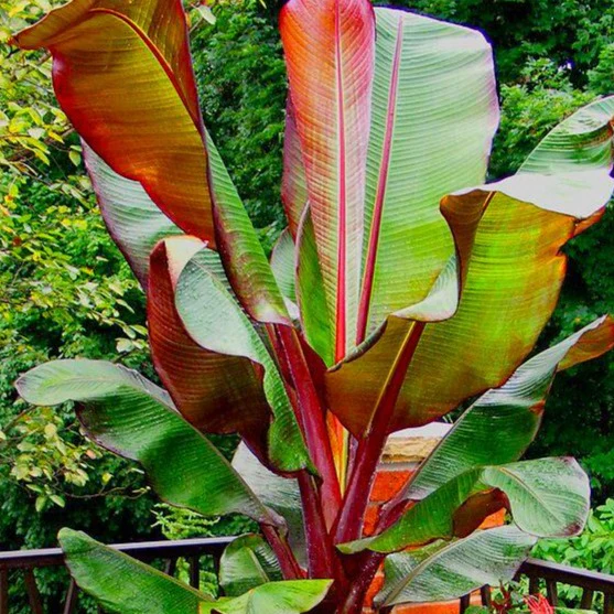Red Banana Tree - Image 3
