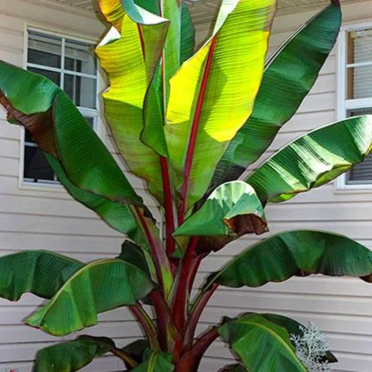 Red Banana Tree - Image 4
