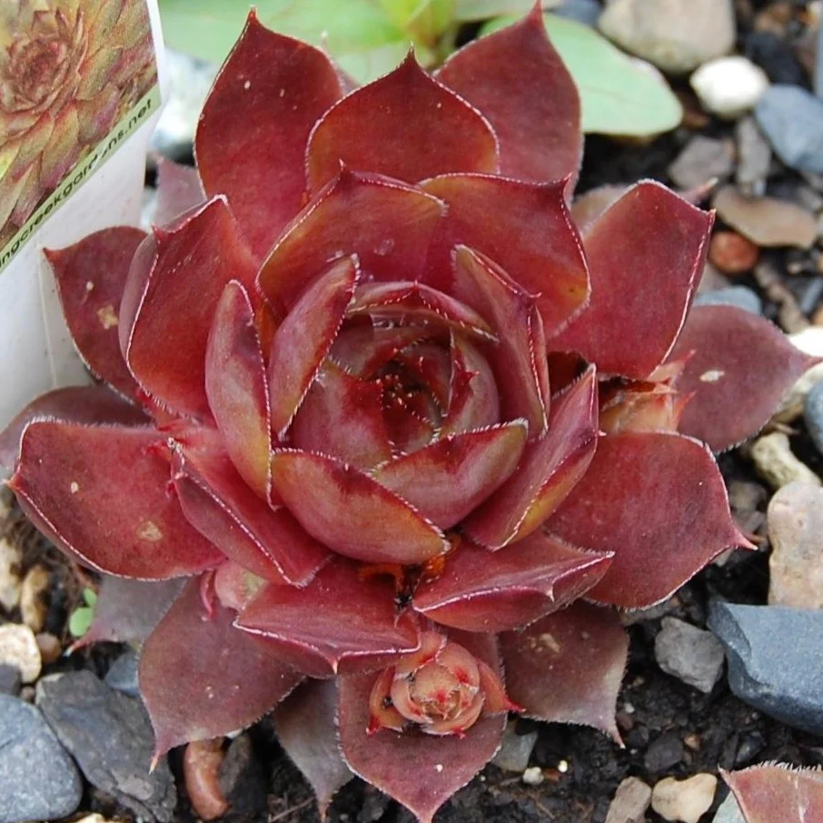 Sempervivum Red Beauty Succulent