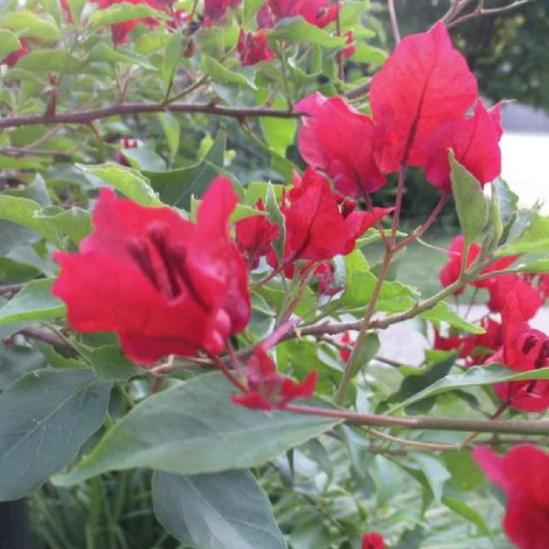 Red Bougainvillea - Image 3