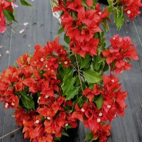 Red Bougainvillea - Image 4
