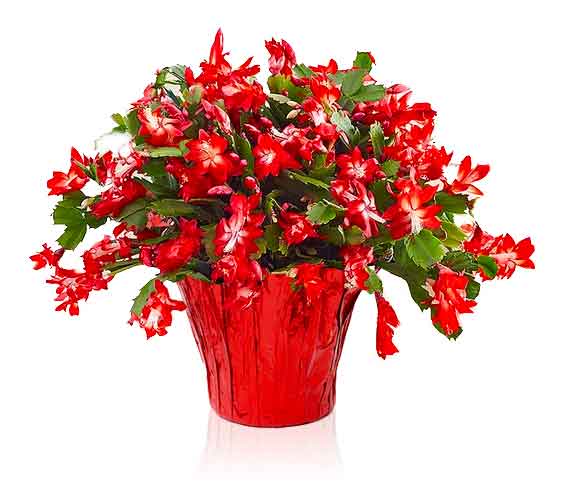 Red Christmas Cactus - Image 2