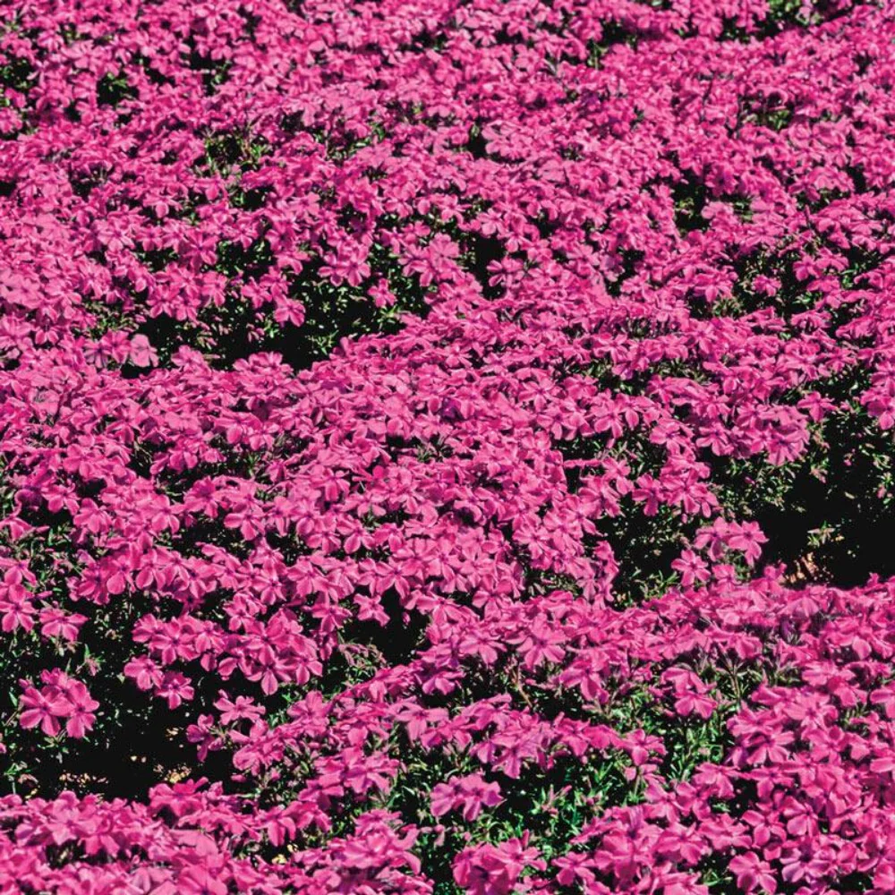 Red Wings Creeping Phlox - Image 2