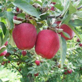 Red Delicious Apple Tree - Image 2