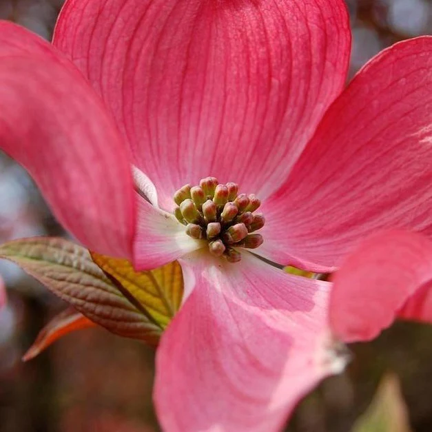 Red Dogwood Tree - Image 3