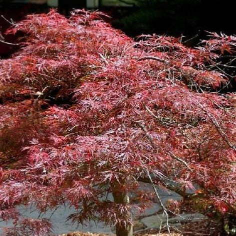 Red Dragon Japanese Maple - Image 3