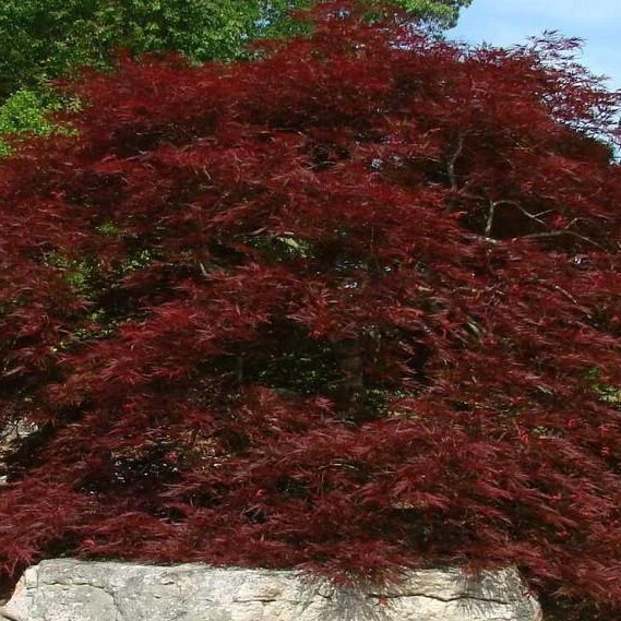 Red Dragon Japanese Maple - Image 4
