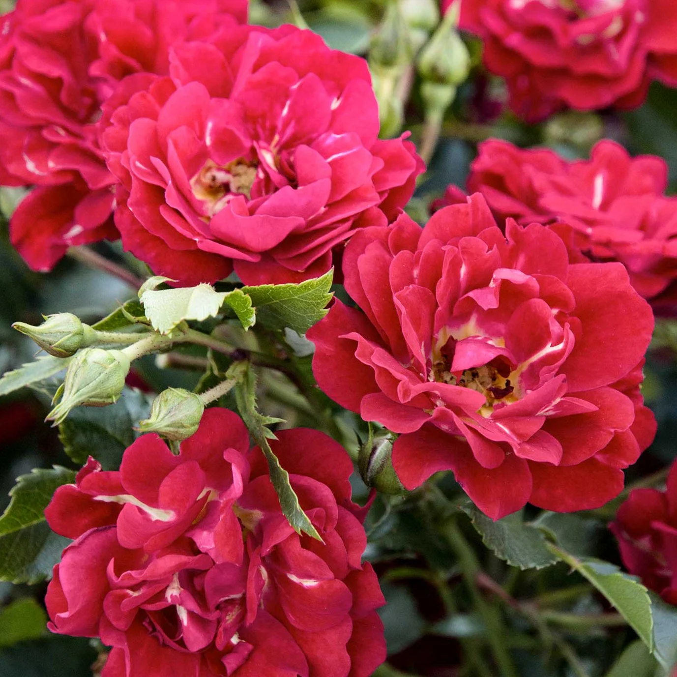 Red Drift® Rose