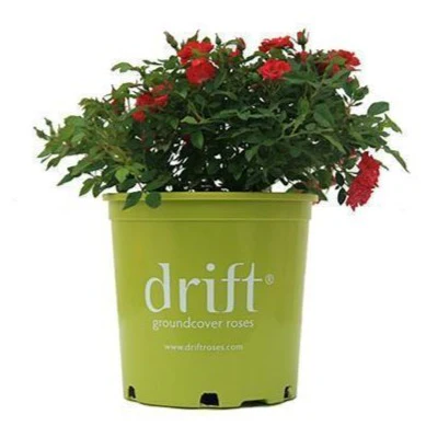 Red Drift® Rose - Image 2