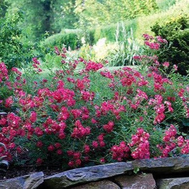Red Drift® Rose - Image 3