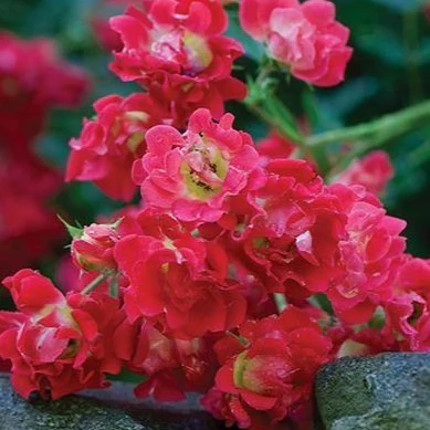 Red Drift® Rose - Image 4