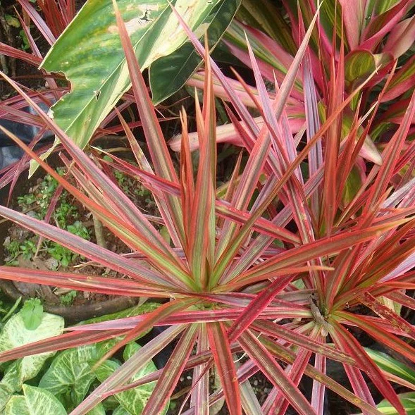 Red Edged Dracaena - Image 3