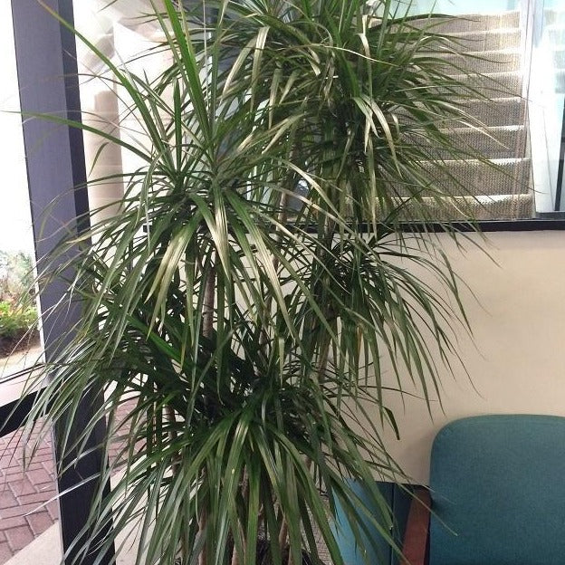 Red Edged Dracaena - Image 4