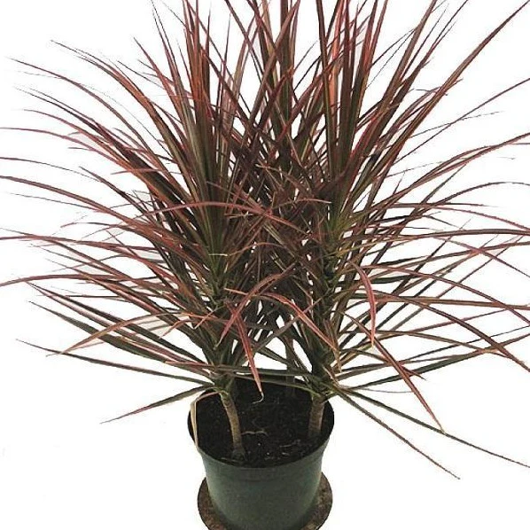 Red Edged Dracaena - Image 5