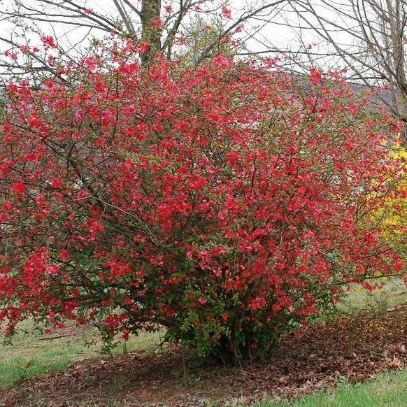 Red Flowering Quince - Image 2