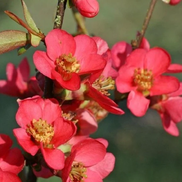 Red Flowering Quince - Image 3