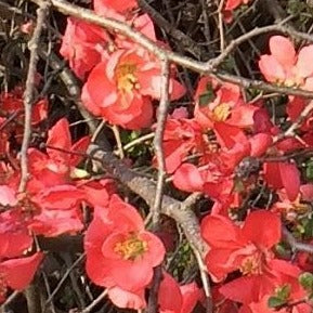 Red Flowering Quince - Image 4