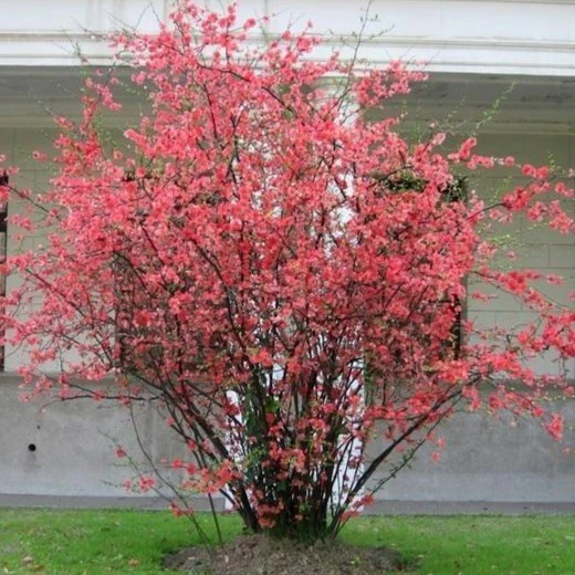 Red Flowering Quince - Image 5