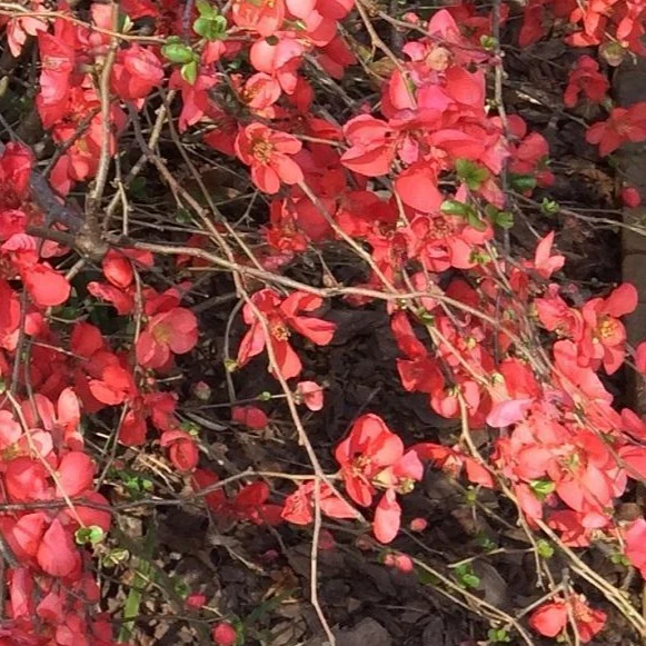 Red Flowering Quince - Image 6