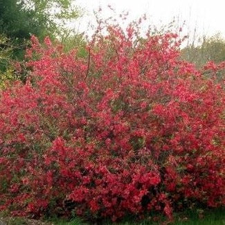 Red Flowering Quince - Image 7