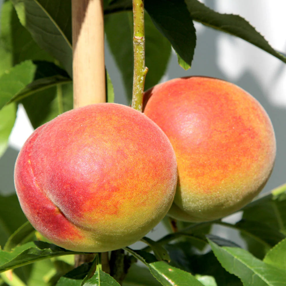 Red Haven Peach Tree - Image 2