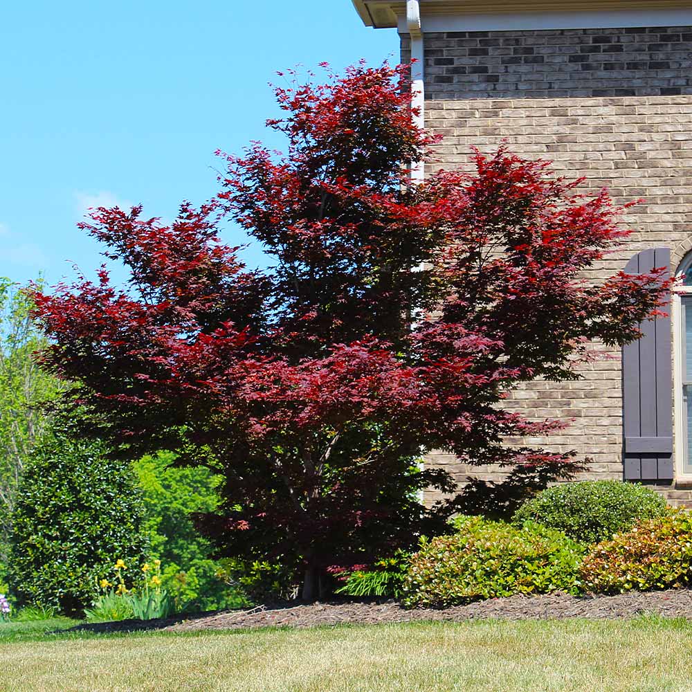 Red Japanese Maple Tree - Image 3