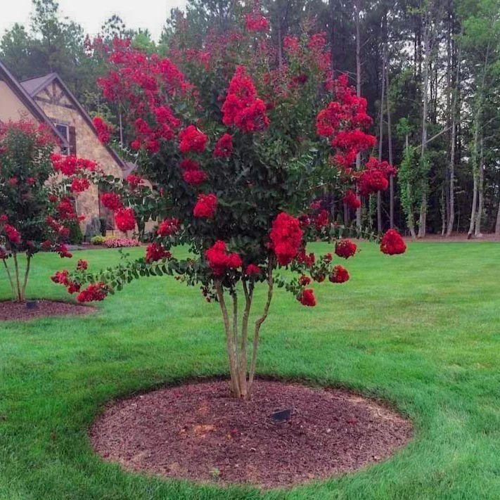 Red Rocket Crape Myrtle - Image 3