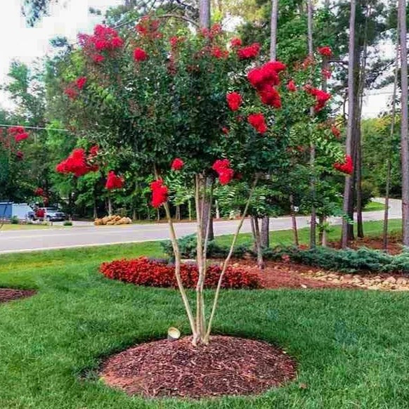 Red Rocket Crape Myrtle - Image 4