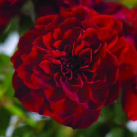 Red Sunblaze Miniature Rose Tree - Image 2