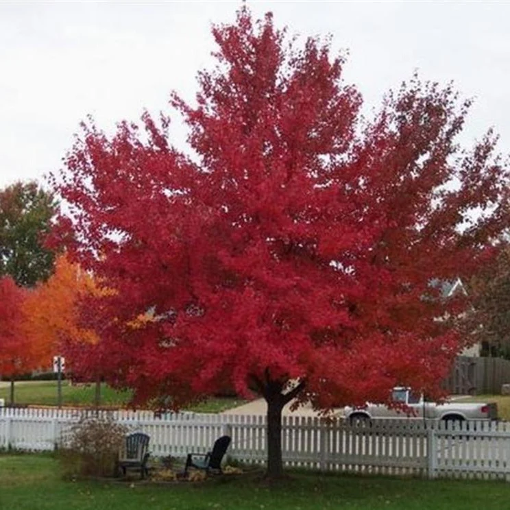 Red Sunset Maple - Image 3