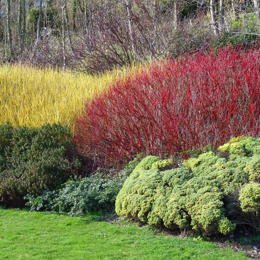 Red Twig Dogwood Shrub - Image 2