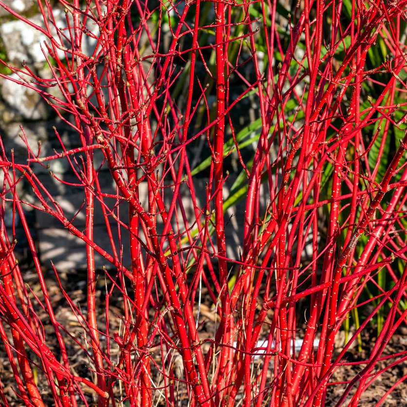 Red Twig Dogwood Shrub - Image 3